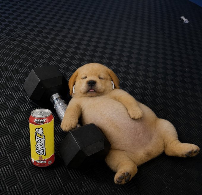 An adorable sleeping golden retriever puppy lies on its back on a black textured floor, surrounded by a black dumbbell and a yellow can of 'GHOST' Original energy drink.