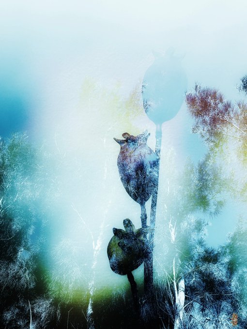 An artistic, dreamlike double-exposure image showing a wolf howling and a human face overlaid with trees and a misty blue background.