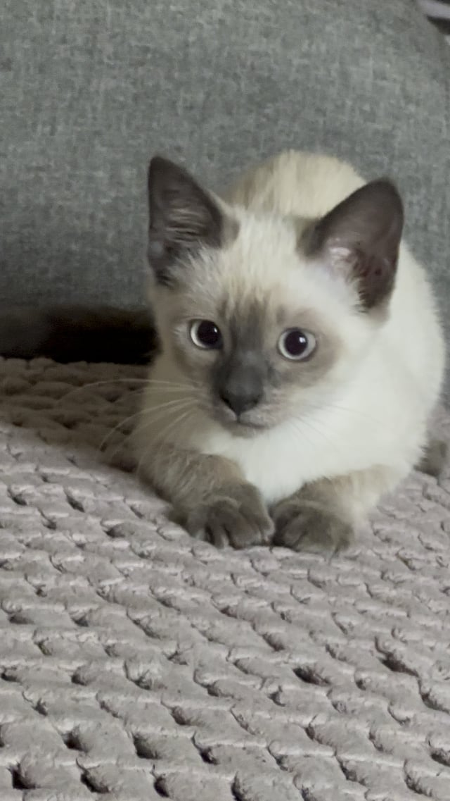 A Siamese kitten with striking blue eyes and dark points on its face, ears, and paws lies curled up on a textured gray blanket. The "Luna 🌙😼" caption fits perfectly, suggesting the cat's pale coat and nighttime mystique inspired her moon-themed name.