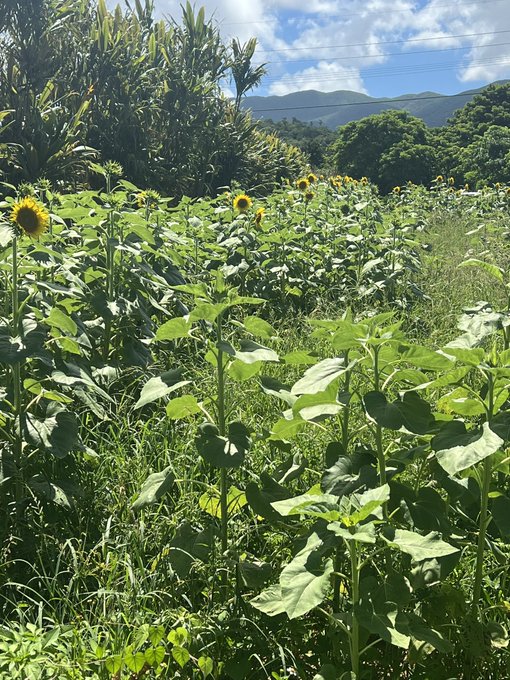 A bright daytime photograph of a sunflower field with green foliage in the foreground and forested mountains under a blue cloudy sky in the background.