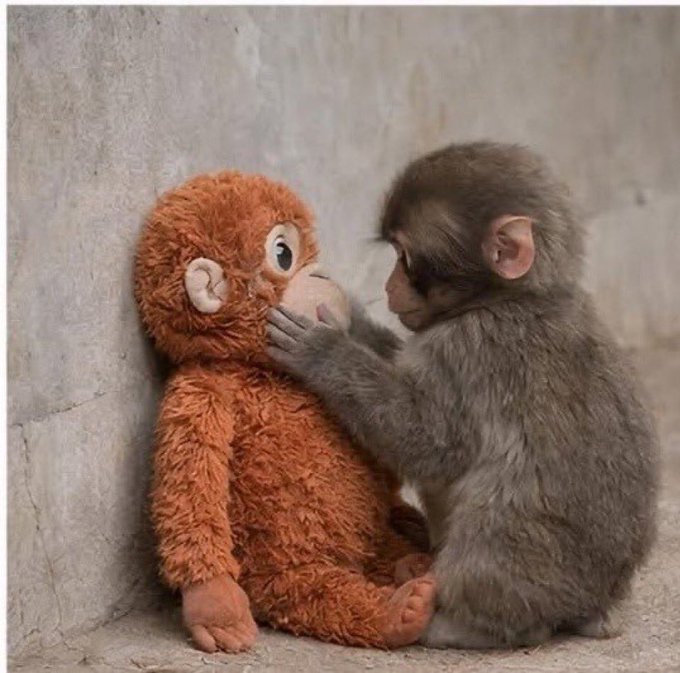 A young monkey gently touching the face of a brown plush orangutan toy while sitting in a concrete corner.