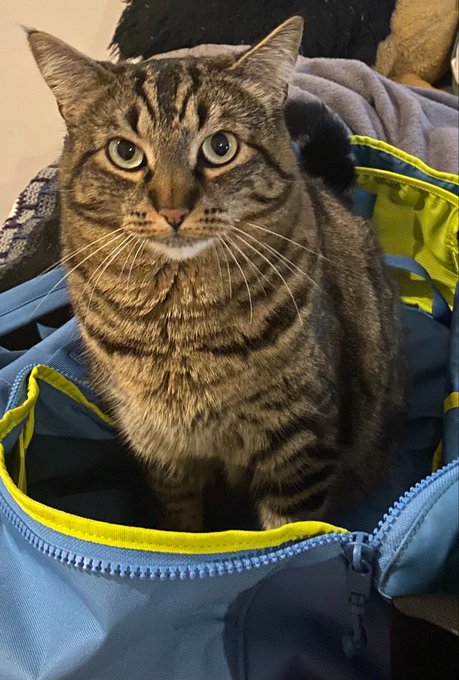 A tabby cat with green eyes sitting inside an open blue and yellow bag.