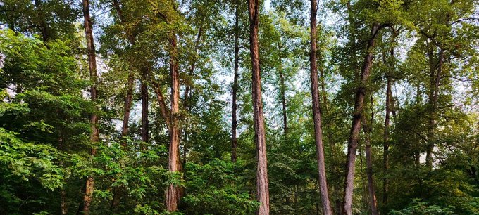 A scenic view of a lush green forest with tall tree trunks and dense foliage, illuminated by soft natural light.