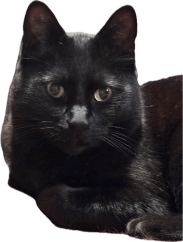 A close-up portrait of a black cat with bright eyes staring directly at the camera against a white background.