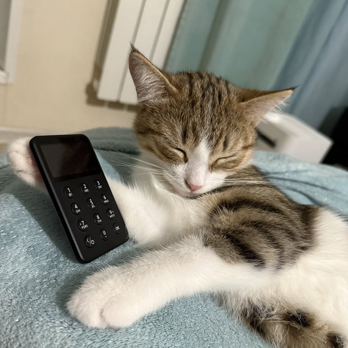 A tabby and white cat lies peacefully on a blue blanket with its eyes closed, resting its paw near a small black feature phone.