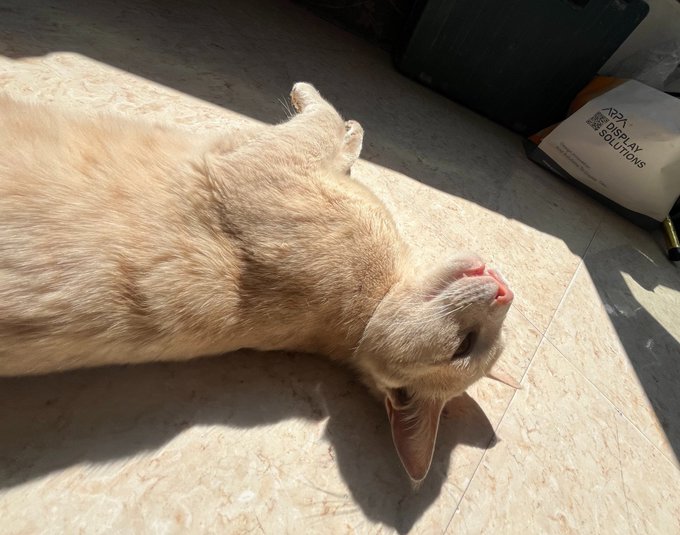 The image features a tan cat lying down on its side on a tiled floor, enjoying some sunlight. The cat's head is resting on the ground as it stretches out comfortably. In the background, there are two bags - one black and one white. A person can be seen in the top right corner of the photo, possibly observing or interacting with the cat.