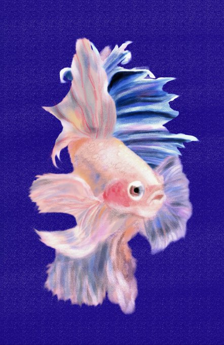 A vibrant illustration of a betta fish with flowing pink and blue fins set against a deep purple background.