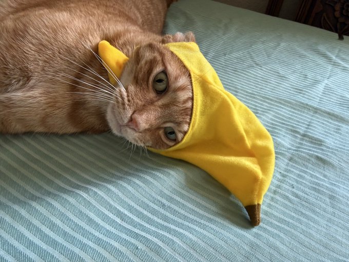 An orange tabby cat lies on a green striped sheet wearing a yellow banana hat, perfectly illustrating Nelson's "going bananas" mood for a cheerful Wednesday "gm."