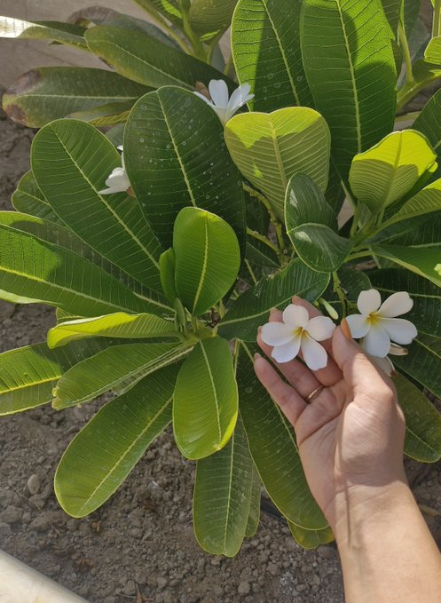A hand wearing a ring gently touching white plumeria/frangipani flowers on a lush green plant with broad leaves in a sunny garden setting.