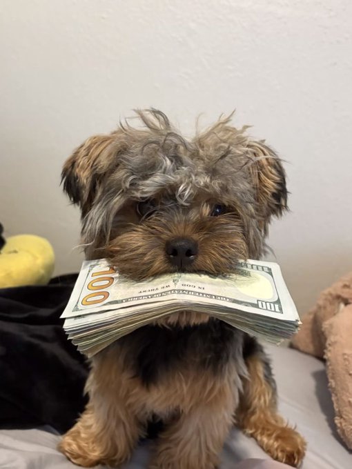 A small Yorkshire Terrier dog holding a stack of US $100 bills in its mouth, sitting on a bed against a plain white wall.