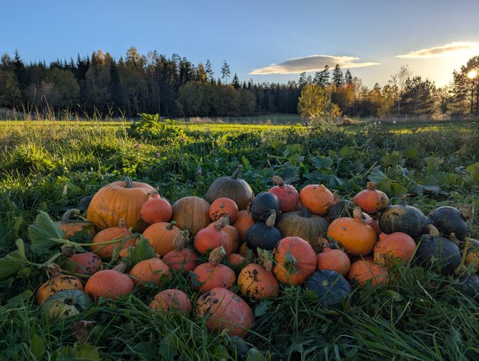 A pile of orange and dark green pumpkins sits in a grassy field with a forest and golden sunset sky in the background.