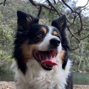 A smiling black, white, and tan Australian Shepherd (Doginal Dog) pants happily outdoors with a lush, wooded background. The caption "Every timeline needs more Doginal Dogs" perfectly fits the cheerful, charismatic pup whose expressive face and joyful demeanor embody the fun, community-driven spirit of Doginal Dogs.