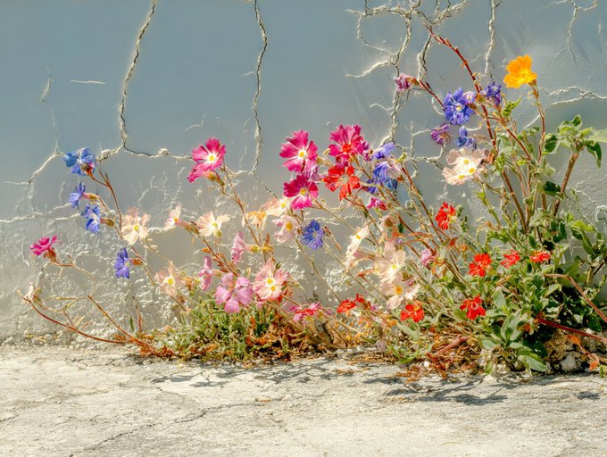 Colorful flowers in shades of pink, blue, purple, and yellow blooming along a cracked gray wall.