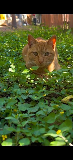 The image shows a cat sitting among green leaves in a garden or field. The cat appears to be resting or hiding behind the foliage, possibly enjoying the shade provided by the trees. The photo has been edited with a filter that gives it a vintage appearance, adding an artistic touch to the scene.