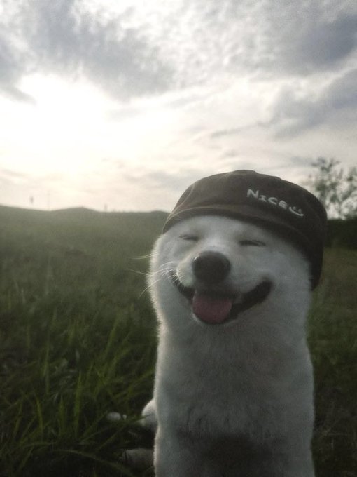 A small white dog with its tongue out smiles happily while wearing a black cap with "NICE" embroidered on it, photographed in a grassy field at sunset.