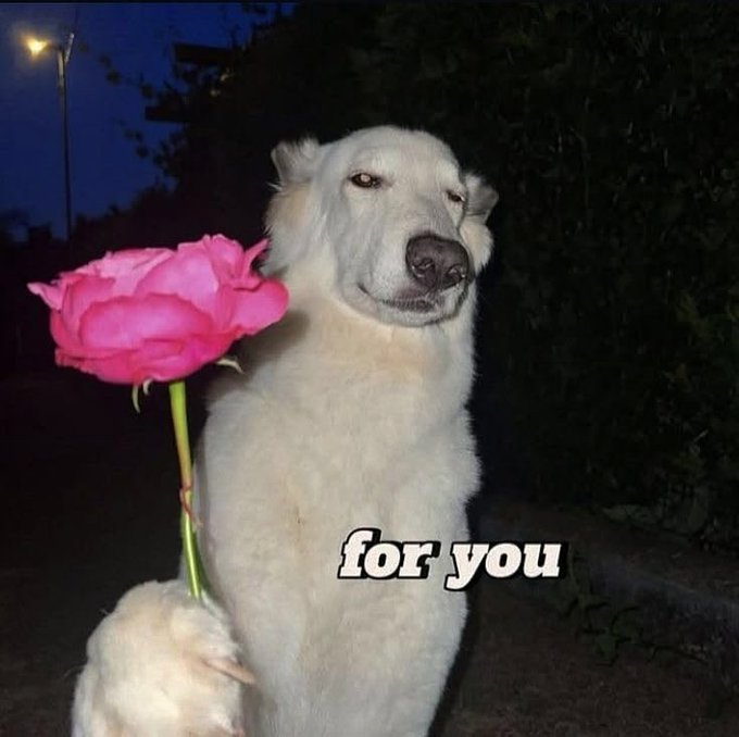 A white dog stands holding out a pink rose with the caption "for you" in a sweet, romantic gesture. The image complements the post's friendly midweek message, using the dog's offering as a cheerful "happy Wednesday" greeting for followers.