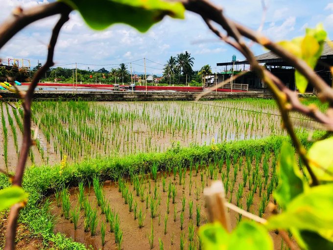A vibrant rice paddy framed by lush green foliage and tangled vines, with young shoots emerging from the muddy water under a bright, partly cloudy sky, capturing a serene rural view that complements the post's "The Green View" photography title celebrating the artist's homeland.
