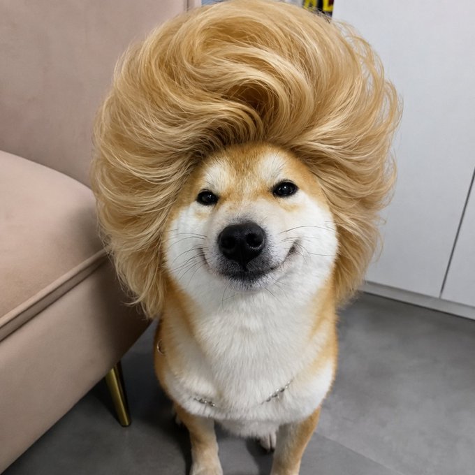 A Shiba Inu dog sitting indoors on a tiled floor, wearing a large, voluminous blonde wig that frames its smiling face, with a pink sofa visible behind it.