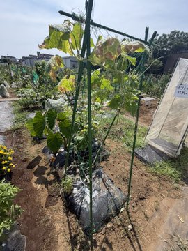 A young plant with green leaves growing in a garden, supported by bamboo stakes tied together.