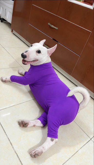 A white Bull Terrier dog lies on a tiled floor, wearing a full-body purple bodysuit that covers its torso and legs while leaving its head, paws, and tail exposed.