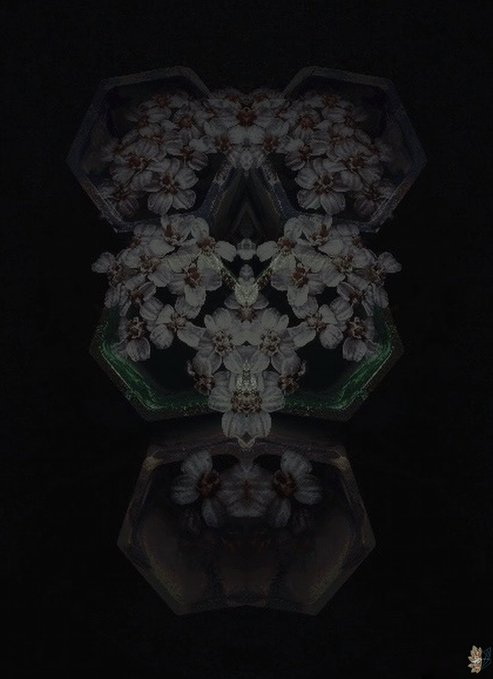 A symmetrical kaleidoscopic dark image of white flowers arranged in a mirrored pattern with green accents, featuring a small fox watermark in the bottom right corner.