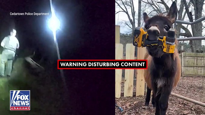 A Fox News split-screen image labeled 'WARNING DISTURBING CONTENT' shows a night-time police footage from Cedartown Police Department on the left and a llama with power tools attached to its face on the right.
