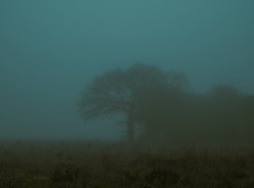 A moody, foggy landscape showing the silhouette of a large tree in a field under a dark, teal-colored sky.