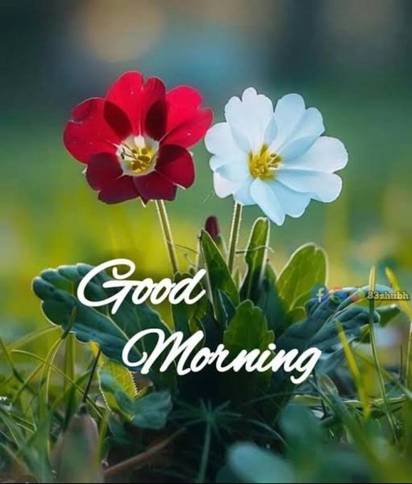 A cheerful greeting image featuring red and white flowers with the text "Good Morning" in elegant script.