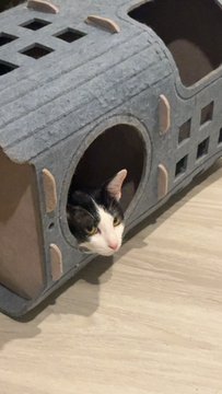 A black and white cat peeking out from the circular opening of a gray cardboard cat house shaped like a small building.