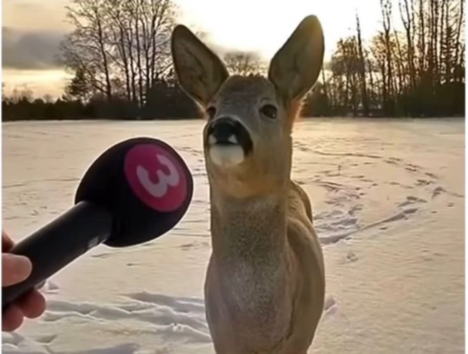 A curious deer appears to speak into a microphone marked with a "W" logo on a snowy field. The image humorously suggests the deer is "ready for Q4," playfully linking the mascot's quip to a seasonal business or economic forecast.