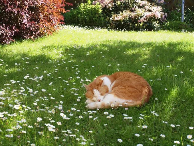 An orange and white cat is curled up asleep in a lush green lawn dotted with white daisies, with flowering bushes in the background.