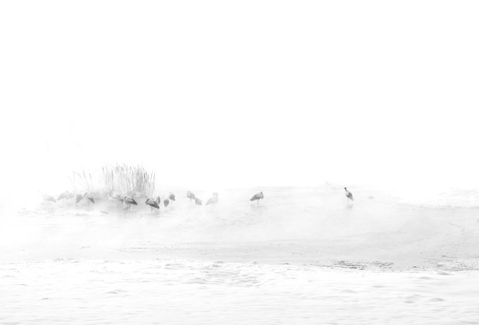 Misty, atmospheric photograph of a flock of geese standing on a snow-covered shoreline with reeds, nearly obscured by heavy fog or snow.