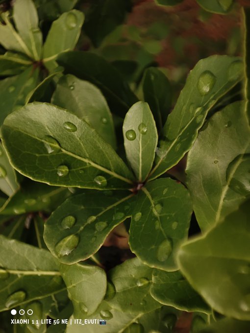 Close-up of glossy green leaves covered with water droplets; a camera watermark reads “XIAOMI 14 LITE 5G NE | ITZ_EVUTI”.