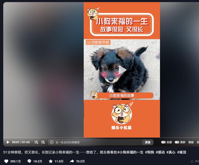 A video player screenshot shows an adorable black and white puppy with rosy cheeks on a thumbnail titled "小狗来福的一生 故事很短 又很长" (The Life of Puppy Laifu - The story is short, yet very long), credited to creator "er:刘奶奶牛奶" and tagged with hashtags including #小狗来福的一生, #狗狗, #感动, #真心, and #催泪, with 255.1万 likes. The accompanying post promotes this emotional Chinese puppy video as exactly the type of viral content foreigners enjoy, seemingly using it to promote a SOL (likely Solana meme coin) token with the contract address 0xb8dfdac7b44ab818337bf999cdef842207677777.
