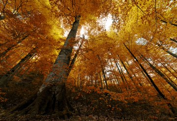 A low-angle view looking up at tall trees with vibrant golden-yellow autumn foliage and sunlight filtering through the canopy.