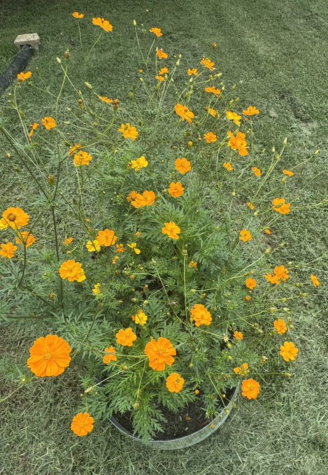 A photograph of a potted plant overflowing with bright orange marigold flowers and green foliage, sitting on a grassy lawn next to a black irrigation hose.