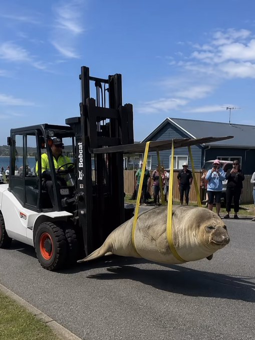 A forklift labeled "Bobcat" hoists a large seal suspended in yellow straps down a street as onlookers watch, with the caption expressing outrage over the relocation of "Neil the Seal." The image visually supports the post's disbelief and frustration at the unusual handling of the seal.