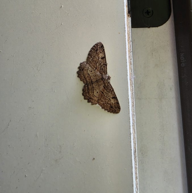 A brown, intricately patterned moth resting on a white painted wall next to a metal edge.