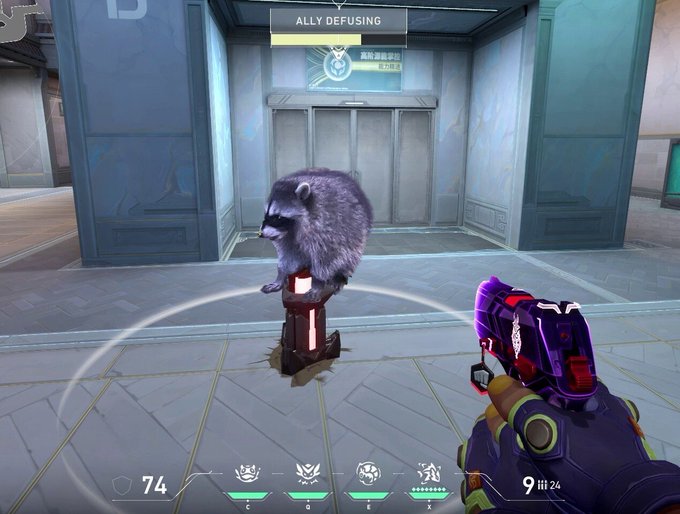 A first-person screenshot from a video game showing a raccoon on a red spike trap, with 'ALLY DEFUSING' displayed at the top and weapon HUD elements at the bottom.