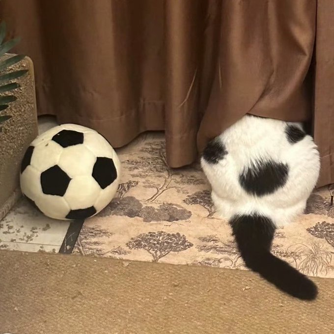 A black-and-white cat playfully hides behind a brown curtain next to a soccer ball, as if secretly inspecting the match gear. The image humorously captures the post's "World Cup mode" vibe, suggesting the cat is gearing up for the quarterfinals right alongside the soccer ball.