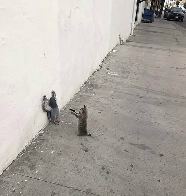A raccoon stands on its hind legs on a sidewalk, seemingly confronting or gesturing at a pigeon that is pressed against a white wall with its wings spread.