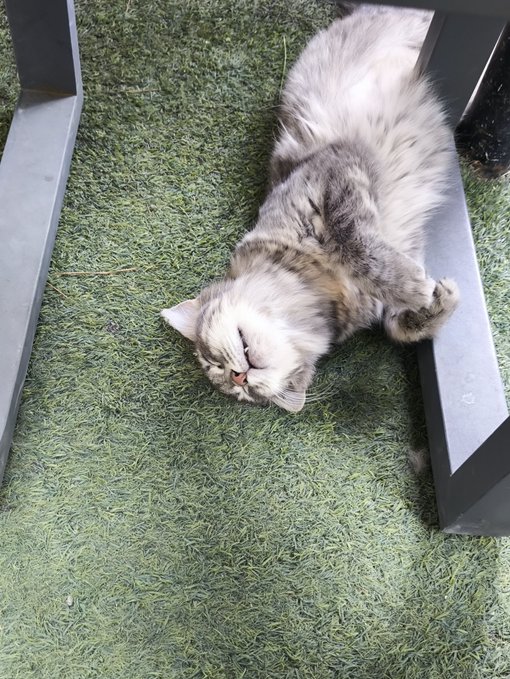 A fluffy gray and white cat lying on its side on artificial green grass beneath a black metal chair, appearing relaxed with half-closed eyes.