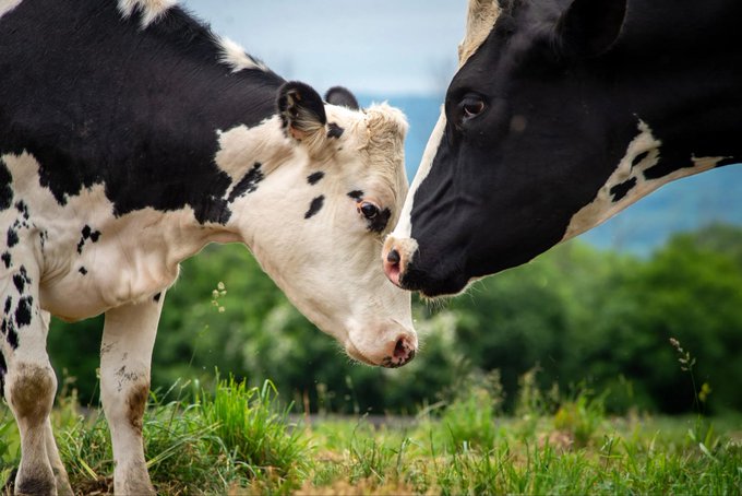 Two black and white cows affectionately touching noses while standing in a grassy field with greenery in the background.