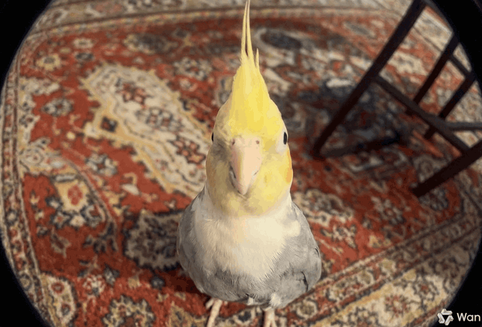 The image features a small bird with a yellow head and gray body sitting on a red and white patterned rug. The bird appears to be looking directly at the camera, giving off an impression of curiosity or interest. In the background, there is a chair positioned behind the bird, adding depth to the scene. The text in the image reads: "Do you love Bitcoin? Me too I found the tightest 5-minute Bitcoin spreads I've ever seen. @xomarket never ceases to amaze me. And the best part is, there are no fees, right? That'S nice, really nice."