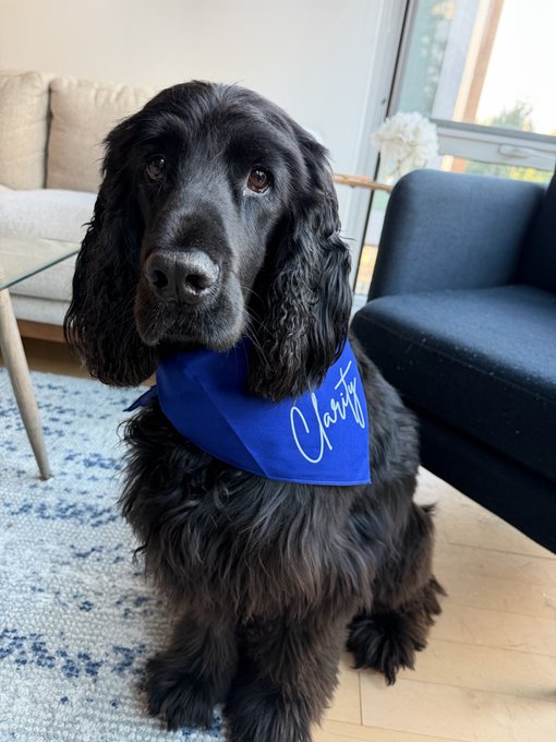 A black Cocker Spaniel sits on a blue patterned rug wearing a blue bandana that reads 'Clarity'.