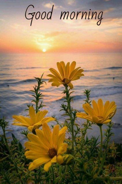 A scenic sunrise over the ocean with the text "Good morning" displayed at the top, featuring bright yellow daisy-like flowers in the foreground.