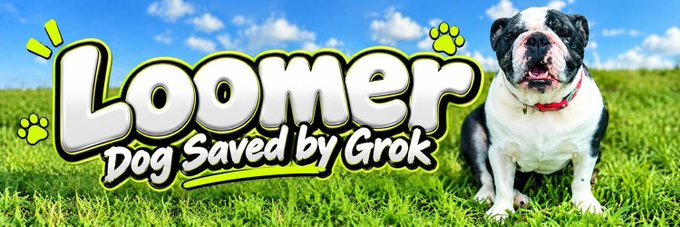 A YouTube-style thumbnail showing a black and white bulldog sitting on grass next to stylized text reading 'LOOMER Dog Saved by Grok' with paw print graphics.