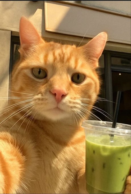 An orange tabby cat sits bathed in warm sunlight with a serious, contemplative expression beside an iced matcha drink with a black straw, seemingly posing as a discerning critic.

The image cleverly aligns with the post's theme of focusing on quiet, foundational substance over flashy hype—the calm, studied gaze of the cat "evaluating" a simple green drink mirrors the author's preference for fundamental, necessary work over attention-grabbing spectacle, with the wholesome Sunday evening vibe reinforcing the grounded, no-nonsense tone.