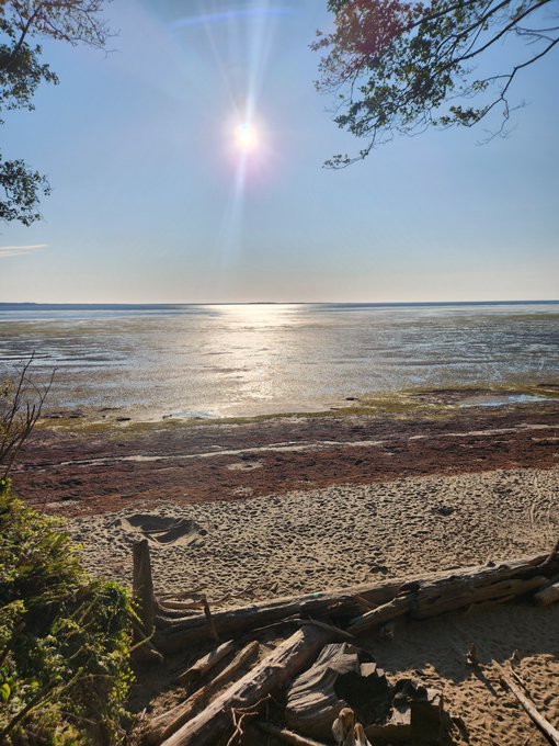 A sunny beach landscape featuring driftwood on sandy shores in the foreground, calm water reflecting the bright sun, and tree branches framing the top corners of the image.