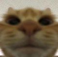 A close-up of a cat with wide, almost teary eyes and a trembling mouth, conveying an anxious, fearful expression. The image humorously reflects the post’s sentiment about 2,100 BTC becoming $2.1 billion—"scared money" trembling at the thought of such massive, hard-money gains.